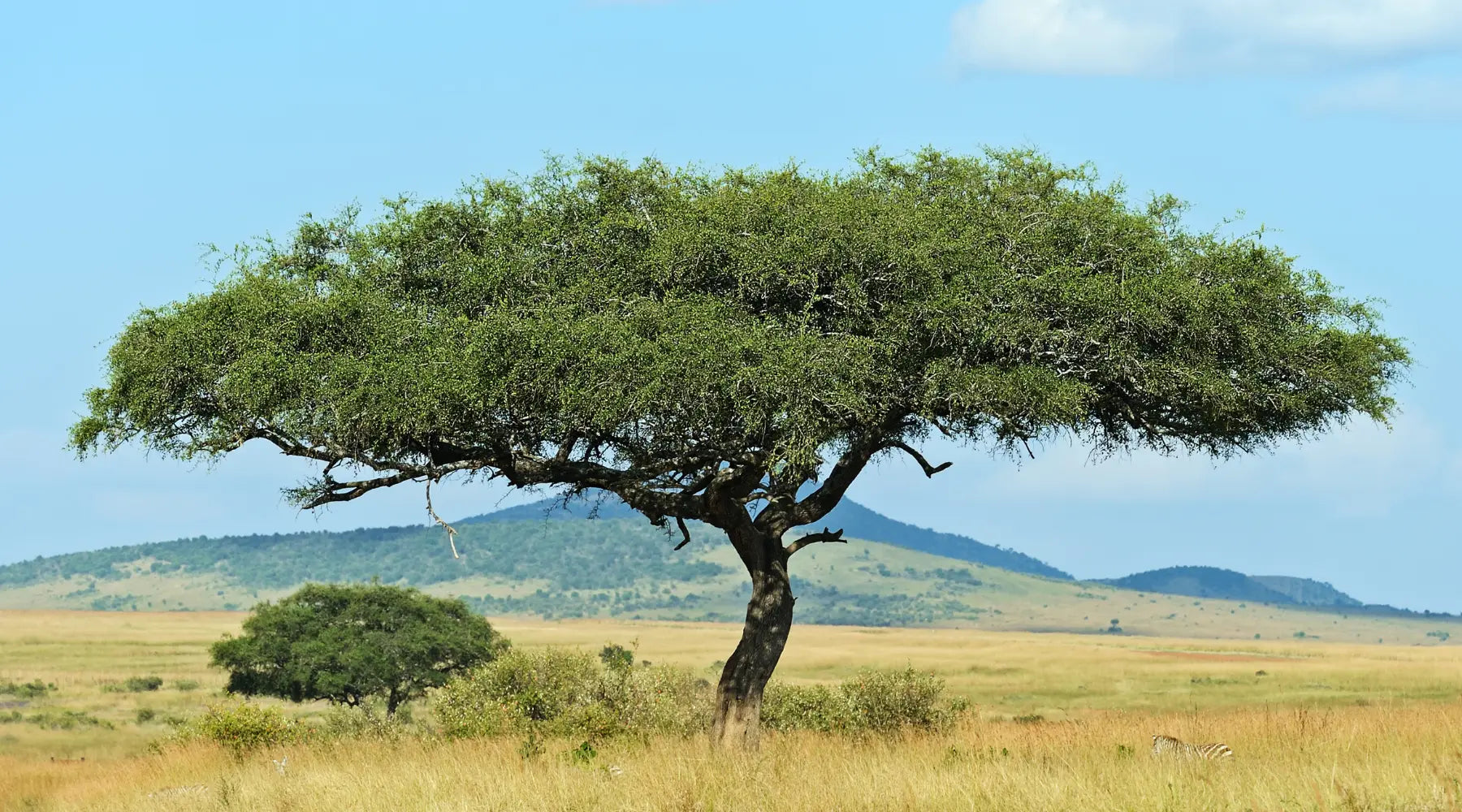 Acacia Tree for Vegan Collagen