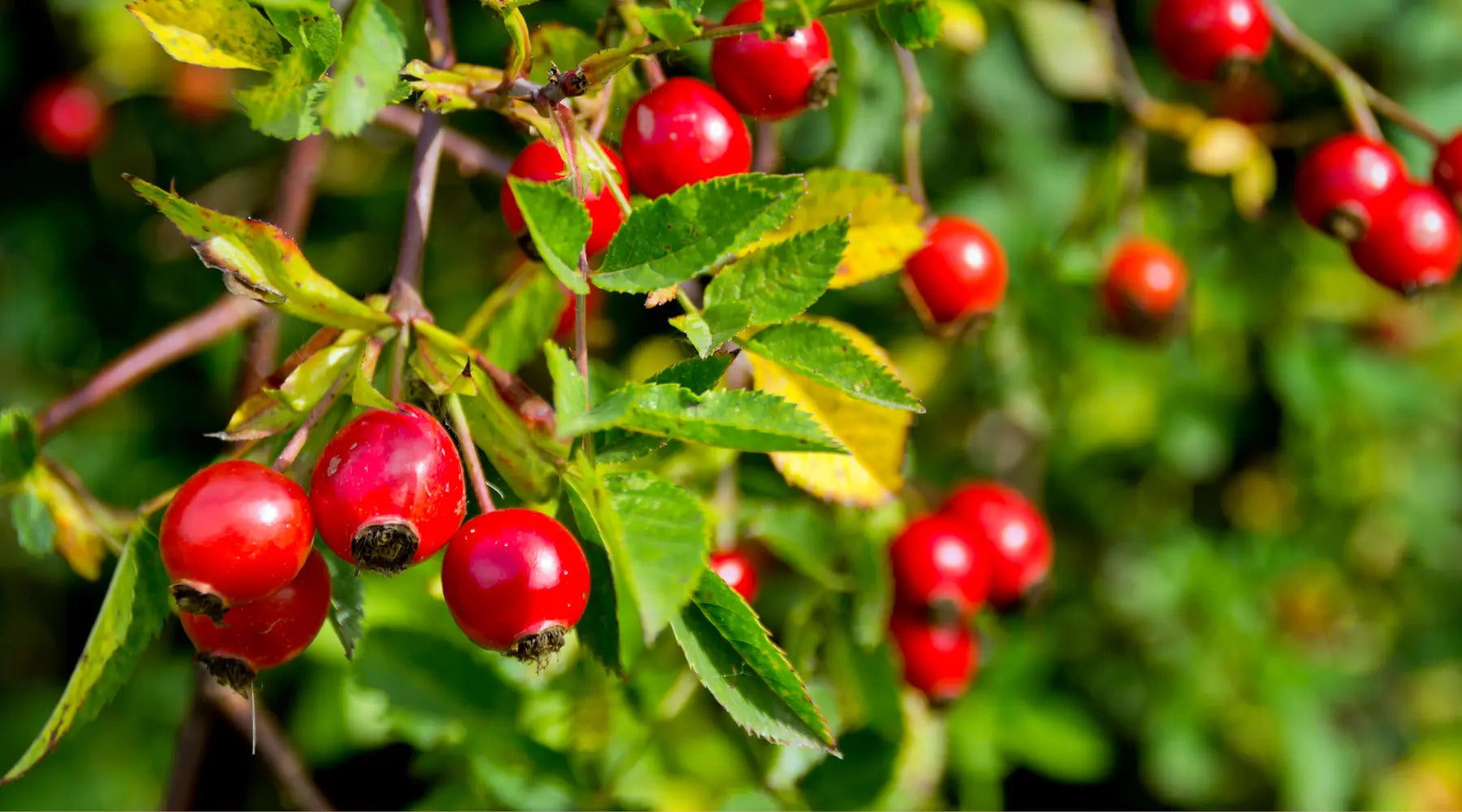 rosehip skin benefits 